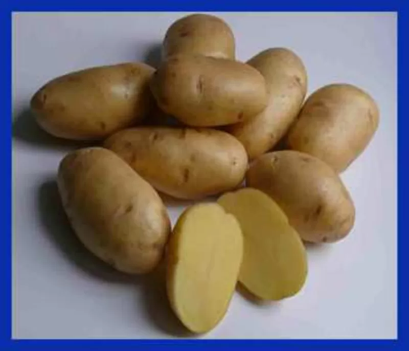 Продам картофель 3